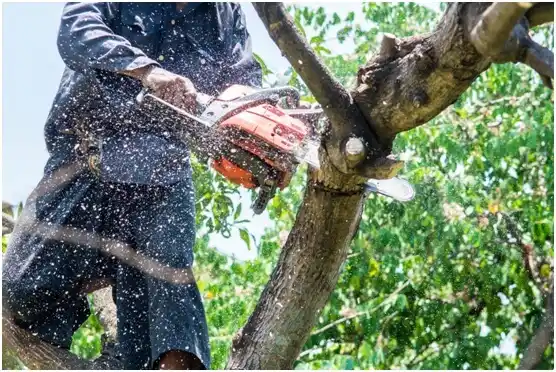 tree services Rustburg